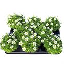 Bild von Saxifraga P10.5 Pearl White